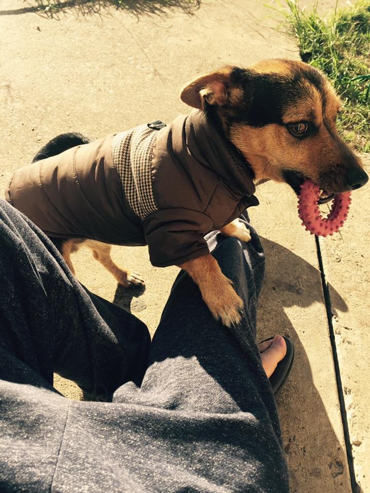 Rocko playing fetch with me