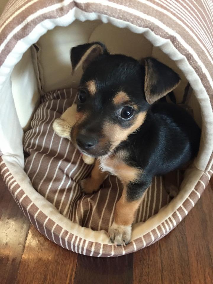 Rocko as a young pup